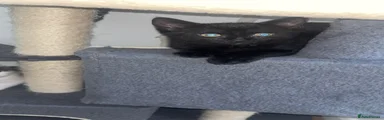 Domestic Shorthair 4
