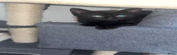 Domestic Shorthair cats for sale: Russian Blue x Domestic Shorthair Kittens - Advert 9
