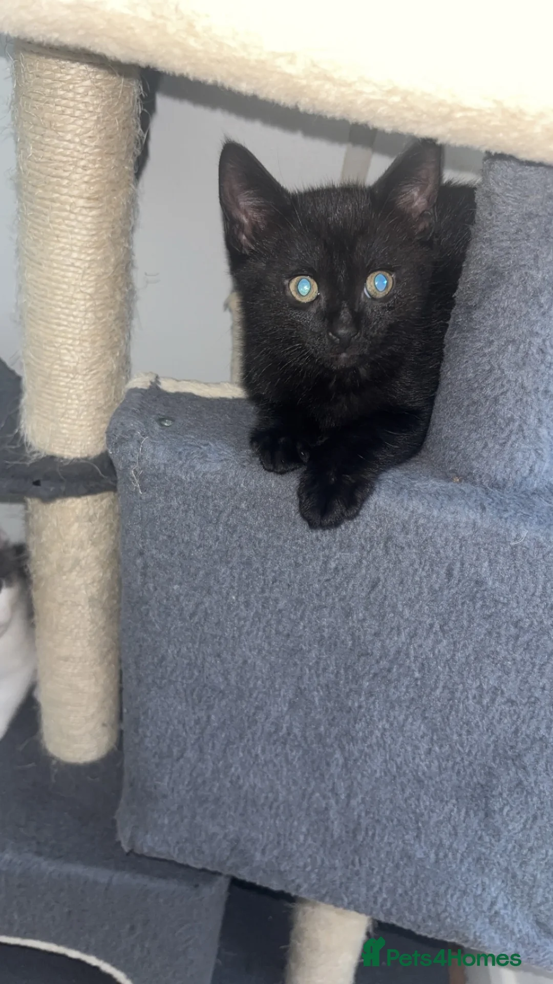 Domestic Shorthair cats for sale: Russian Blue x Domestic Shorthair Kittens - Advert 9