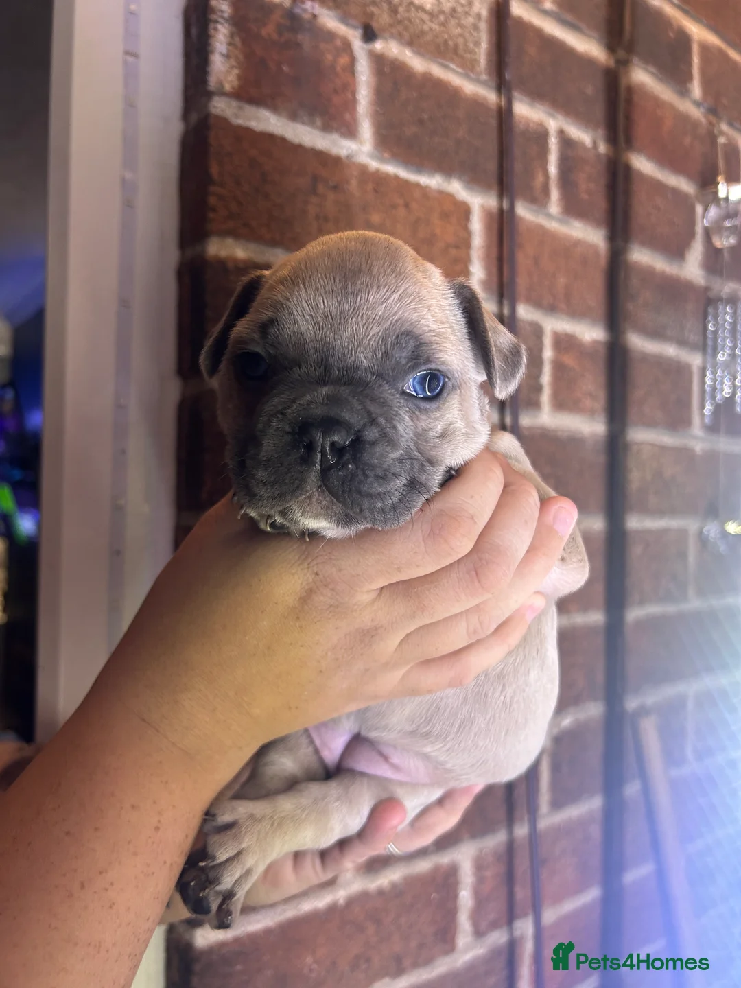 French Bulldog dogs for sale: *LAST ONE* Stunning French Bulldog Puppy - Advert 13