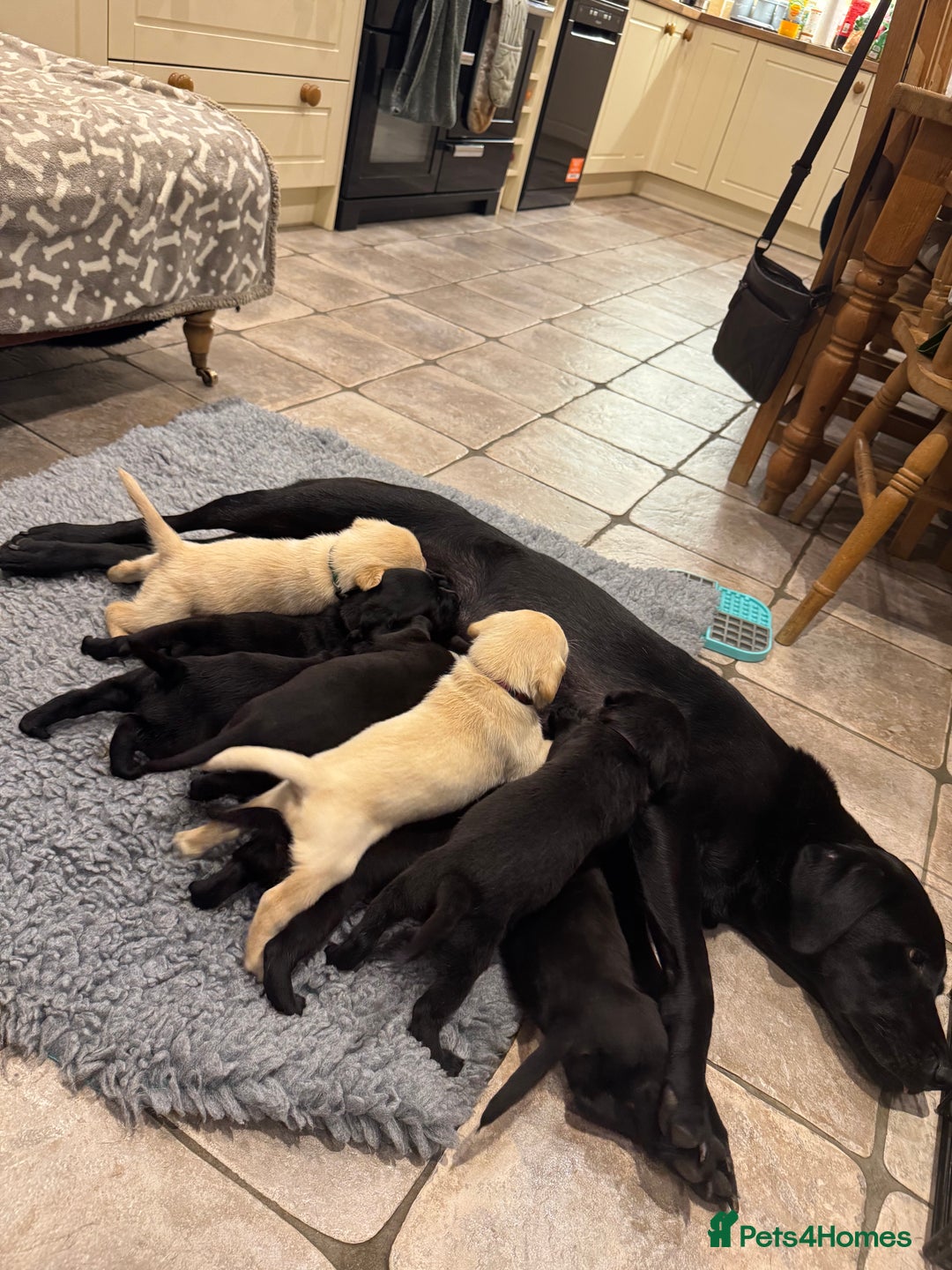Labrador Retriever dogs for sale: KC Reg Health Tested Working Labradors - Image 20