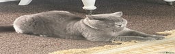 British Shorthair cats for sale: Blue British short hair  - Advert 2