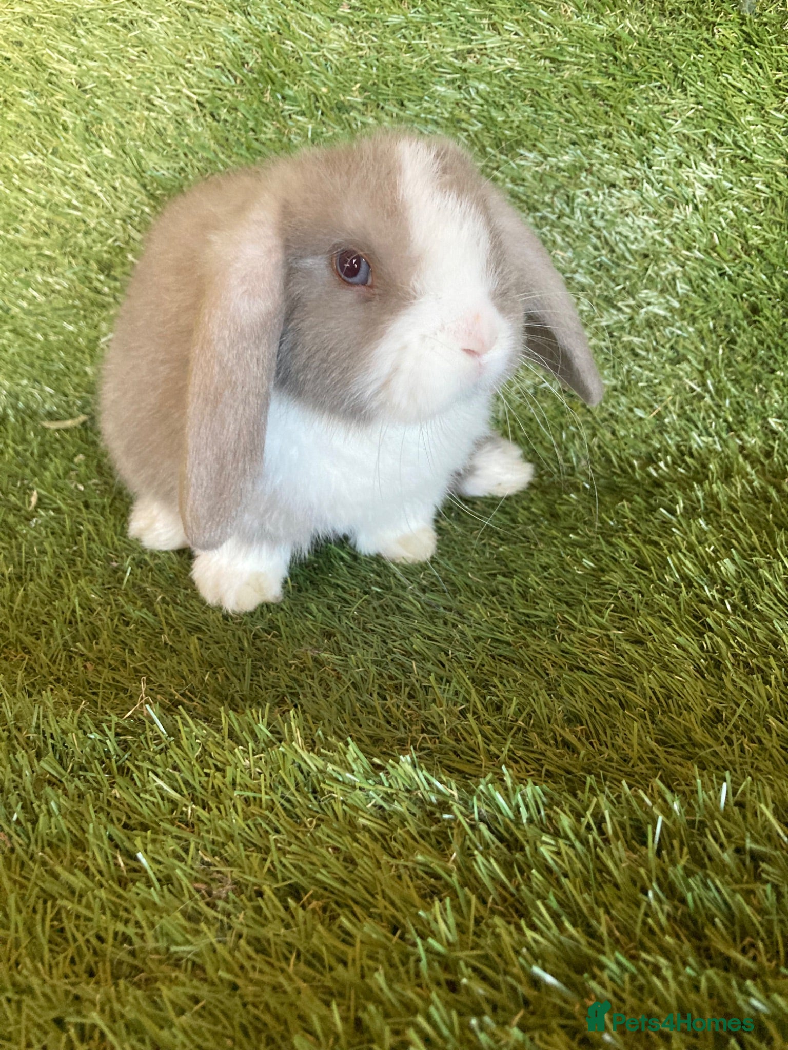 Mini Lop rabbits Purebred mini lops  - Advert 2