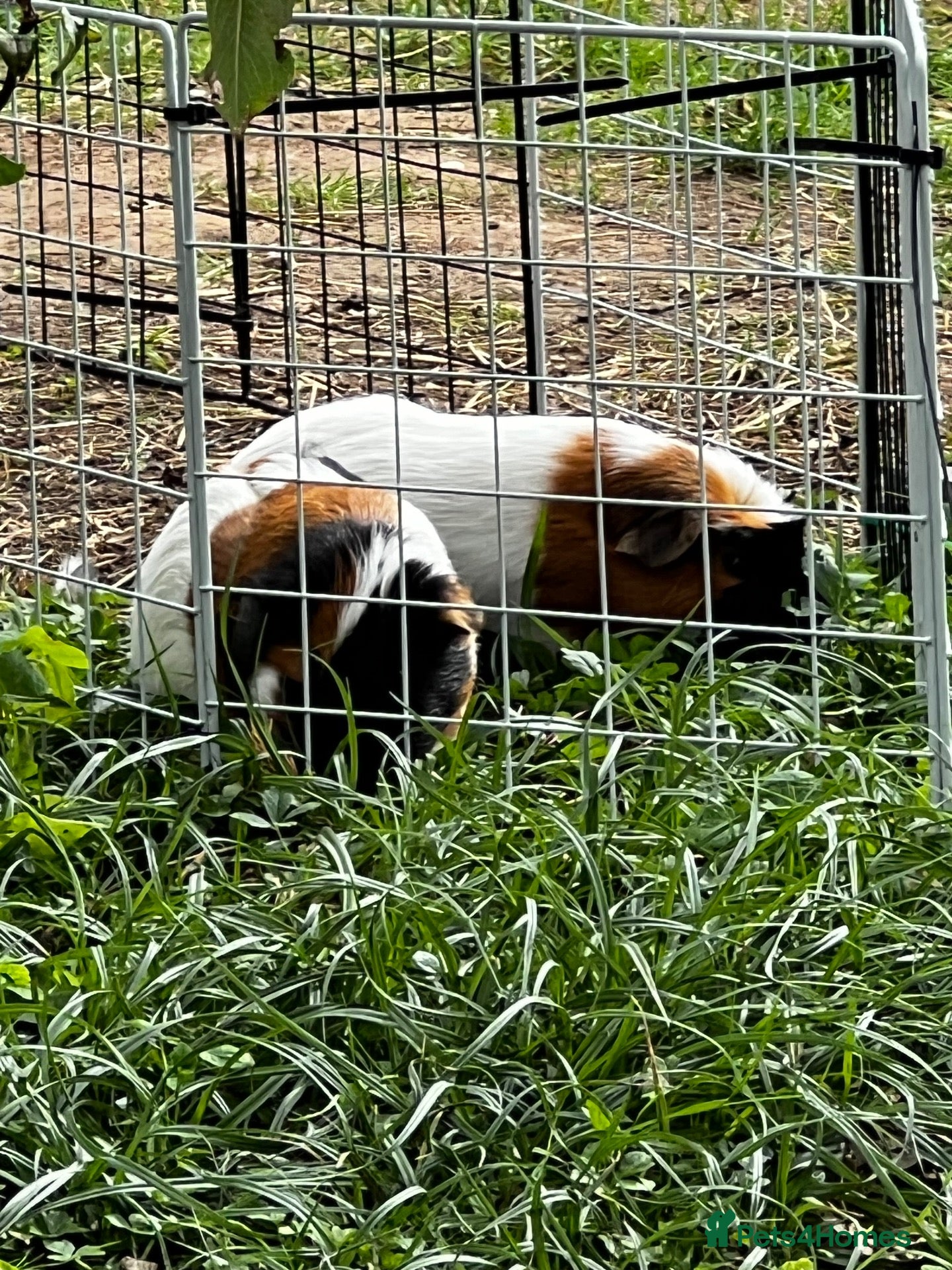 Guinea Pig rodents Guinea pigs with enclosure - Advert 3