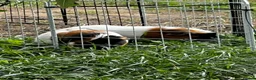 Guinea Pig rodents for sale: Guinea pigs with enclosure - Advert 1