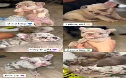 French Bulldog dogs for sale: ‼️ READY TO LEAVE NOW -3 French bulldog pups left! in Ripley - Image 3