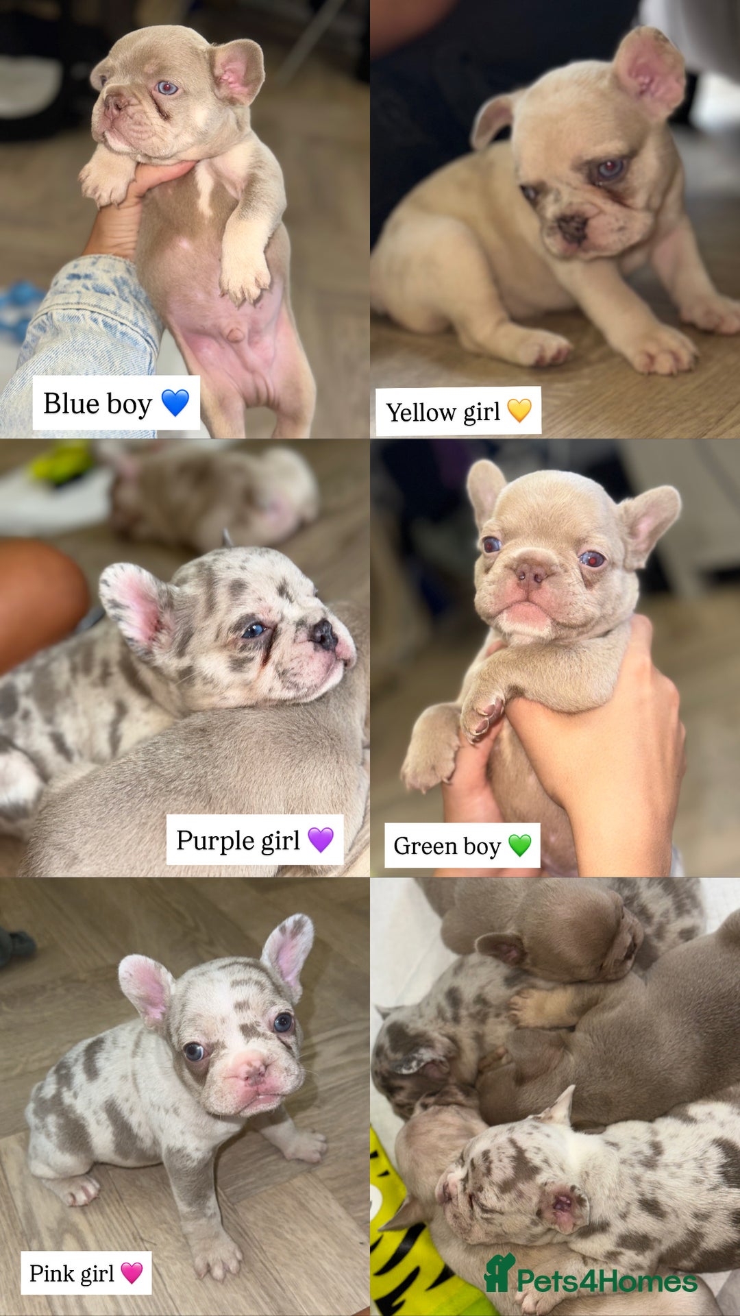 French Bulldog dogs for sale: ‼️ READY TO LEAVE NOW -3 French bulldog pups left! in Ripley - Image 3