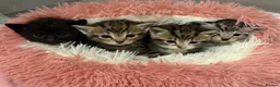 Mixed Breed cats for sale: Beautiful boy kittens  in Kilmarnock - Advert 12