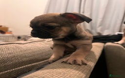 Mixed Breed dogs for sale: Last 2 puppies  - Image 4