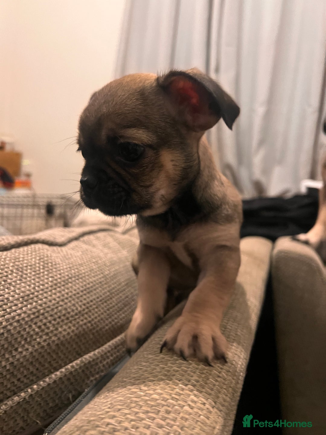 Mixed Breed dogs for sale: Last 2 puppies  - Image 4