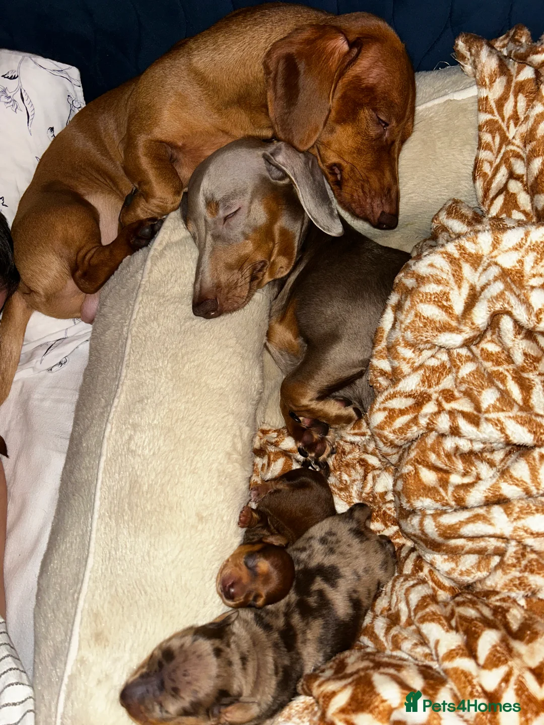 Miniature Dachshund dogs for sale: 2 Cute Mini Dachshund Brothers–Raised with Mum&Dad - Advert 15