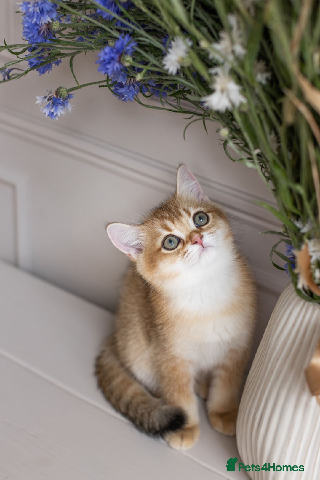 British Shorthair cats for sale: Ready now gorgeus Golden British SH male kitten - Image 24