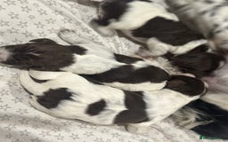 Sprocker dogs for sale: Beautiful sprockers  - Image 19