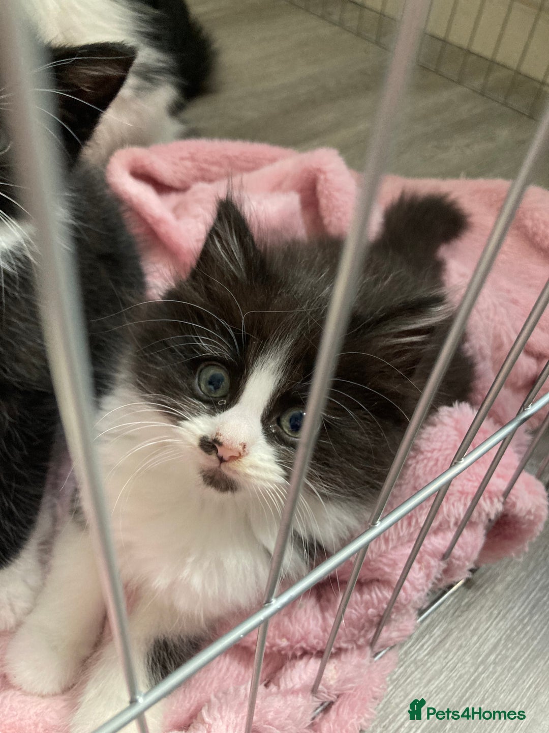 British Longhair cats for sale: Kittens - Image 4
