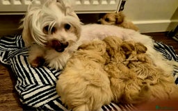 Maltipoo dogs for sale: F1 gorgeous maltipoo puppies - Image 16