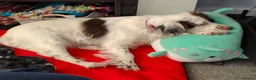 Sprocker dogs for sale: 4 year old Sprocker spaniel female - Advert 6
