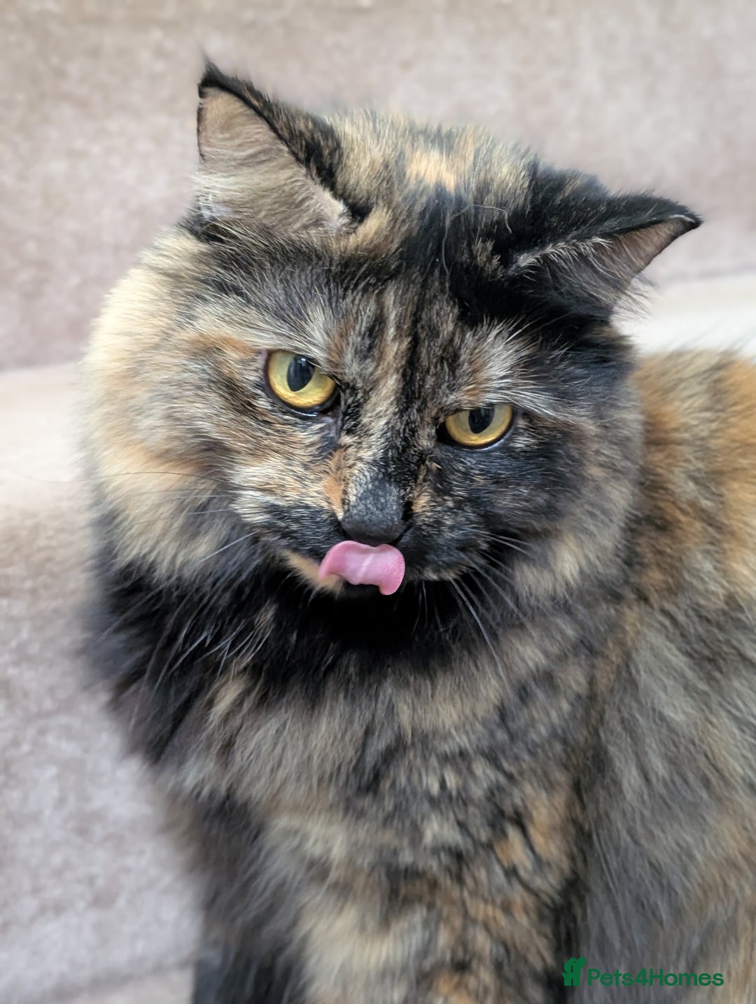 Mixed Breed cats for sale: Lovely Halinka  - Advert 6