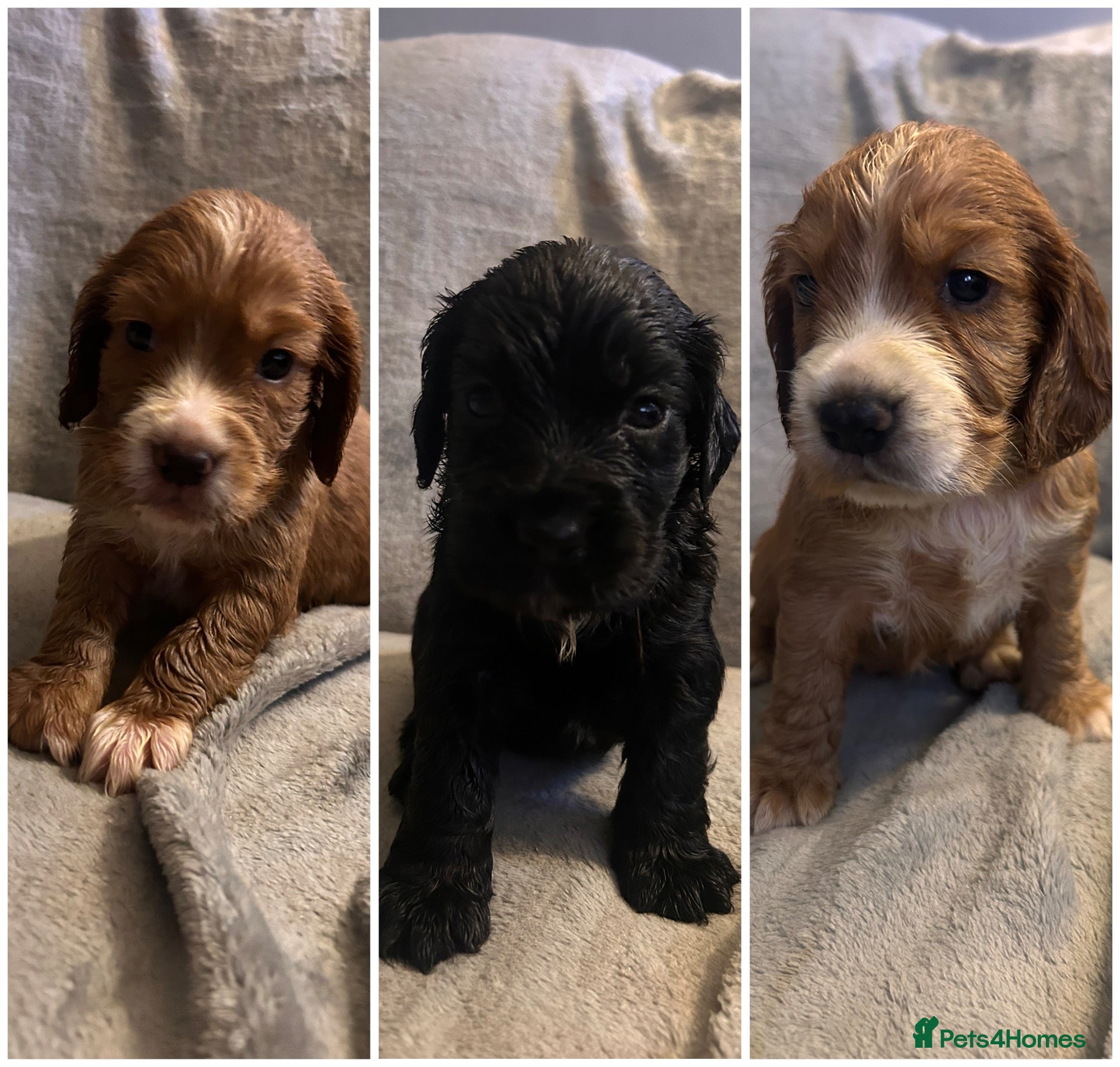 Cocker Spaniel dogs Last 3 beautiful cockers looking for forever homes - Advert 9