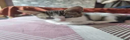 Mixed Breed cats for sale: 3 Kittens Ready to leave in Smethwick - Advert 15