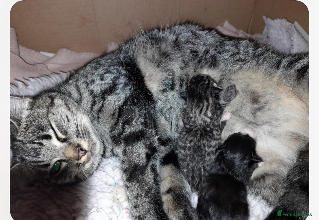 Domestic Shorthair cats for sale: Exquisite part bengal kittens  - Image 1