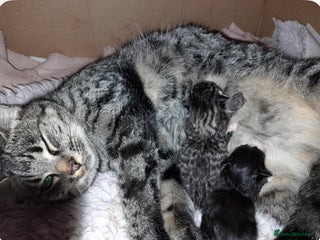 Domestic Shorthair cats - Advert 23