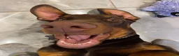 Dobermann dogs for stud: Champion bloodline Doberman for stud  - Advert 12