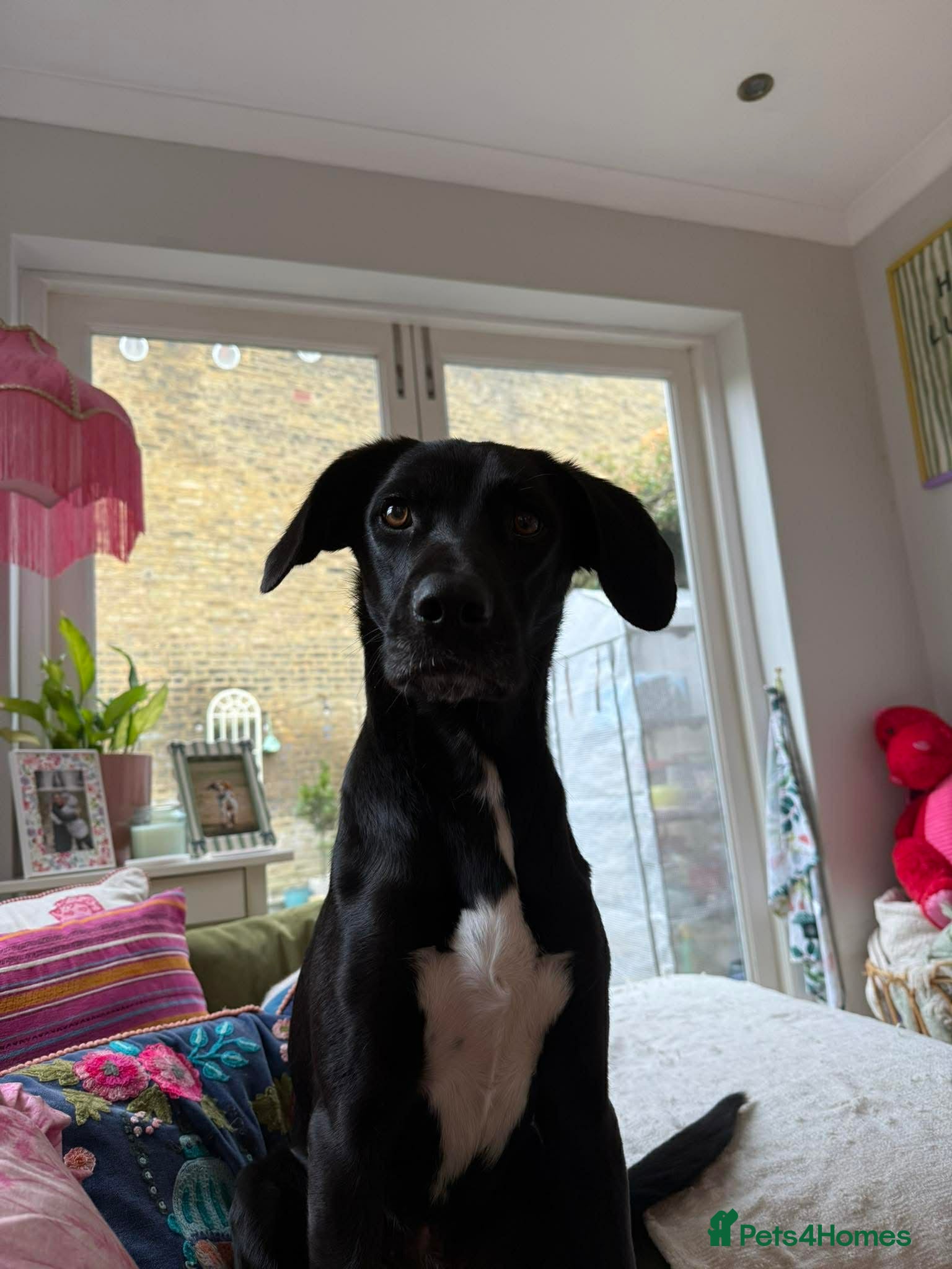 Mixed Breed dogs SOCKS - 1 year old, Female, Beautiful Mixed Breed - Advert 1