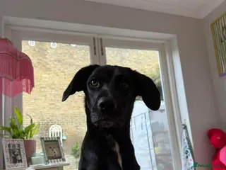 Mixed Breed dogs SOCKS - 1 year old, Female, Beautiful Mixed Breed - Advert 1