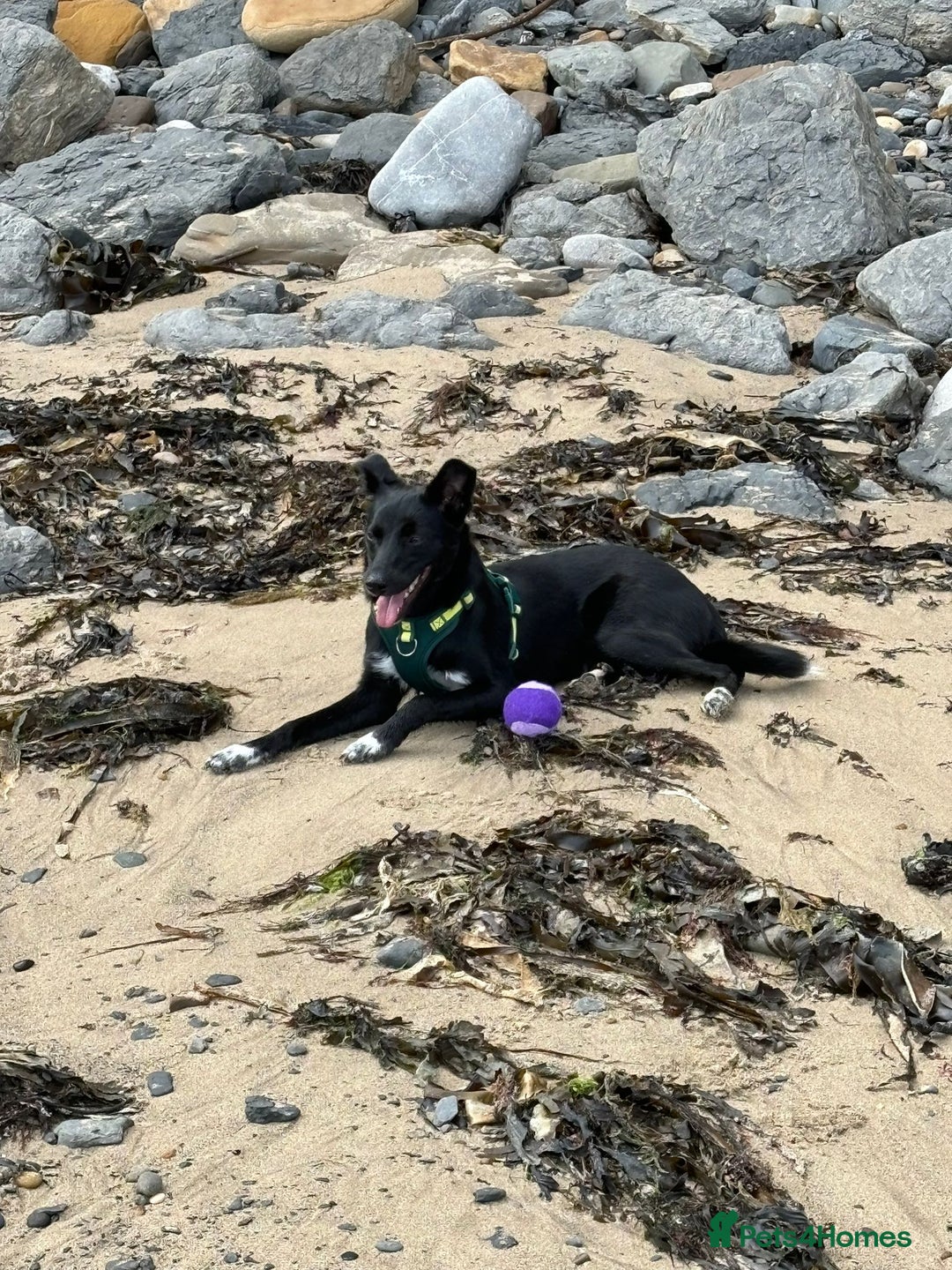 Mixed Breed dogs for adoption: 💙🐶 CORNISHON 🐶💙 - Image 20