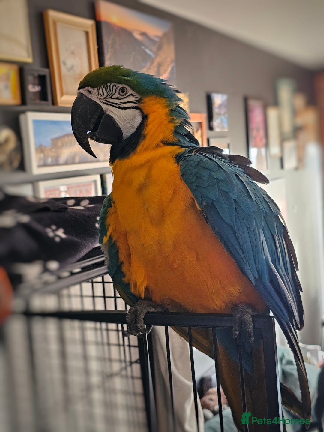 Macaws birds for sale: Bubbly, chatty and hilarious blue and gold macaw - Image 5