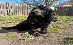Cocker Spaniel dogs for sale: Cocker spaniel puppies (show type X working dog)  - Image 10