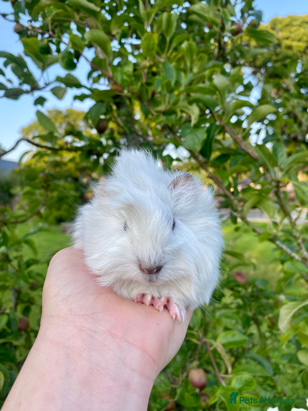 Guinea Pig rodents for sale: Long haired Guinea Pigs For Sale - Image 12