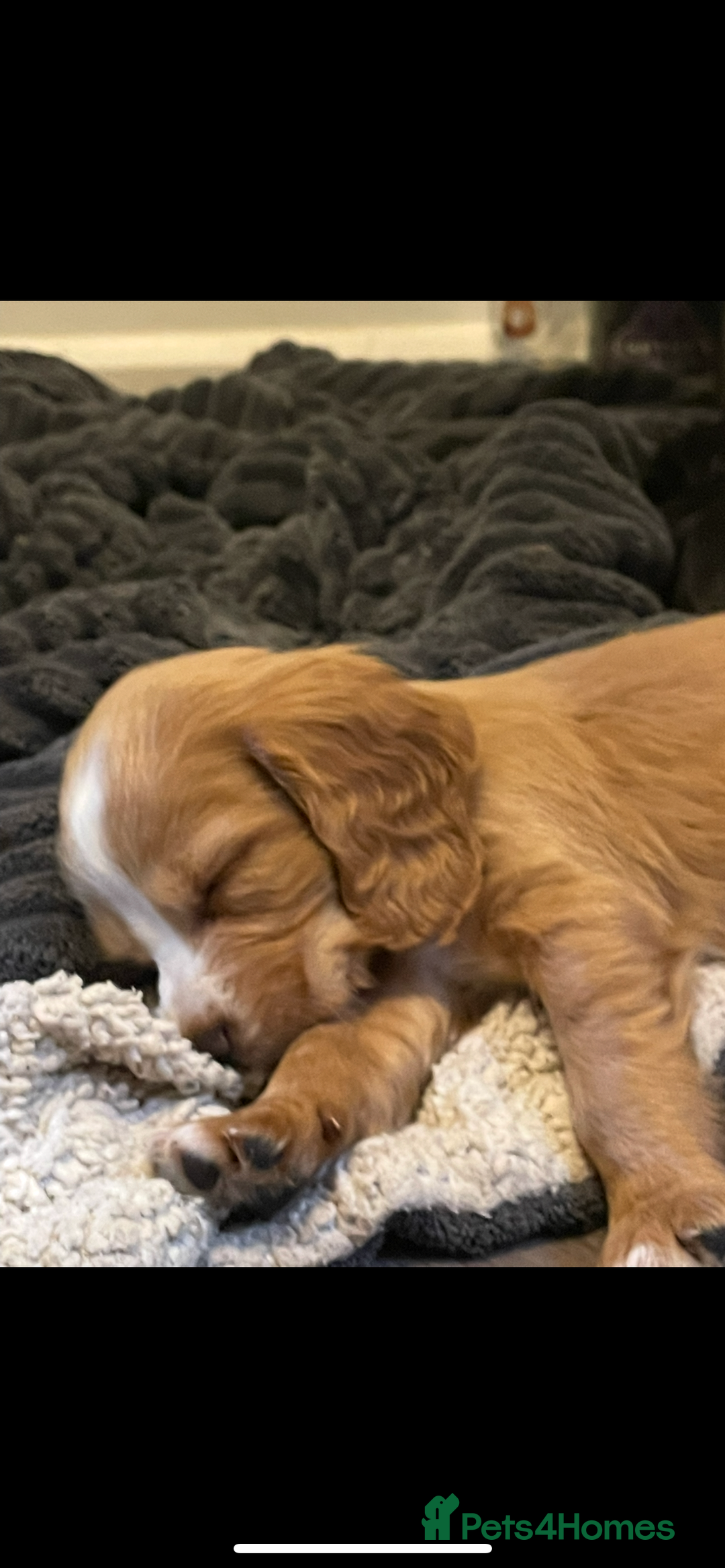 Cocker Spaniel dogs for sale: KC Registered Cocker Spaniels  - Image 8