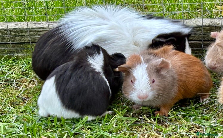 Guinea Pig rodents - Advert 2