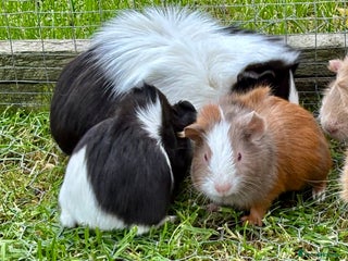 Guinea Pig rodents - Advert 5