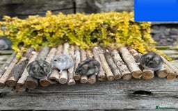 Hamster rodents for sale: Dwarf winter white russian hamsters. Sheffield. - Image 6