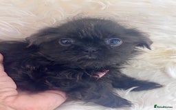 Shih Tzu dogs for sale: Beautiful Blues -Shihtzus - Image 4