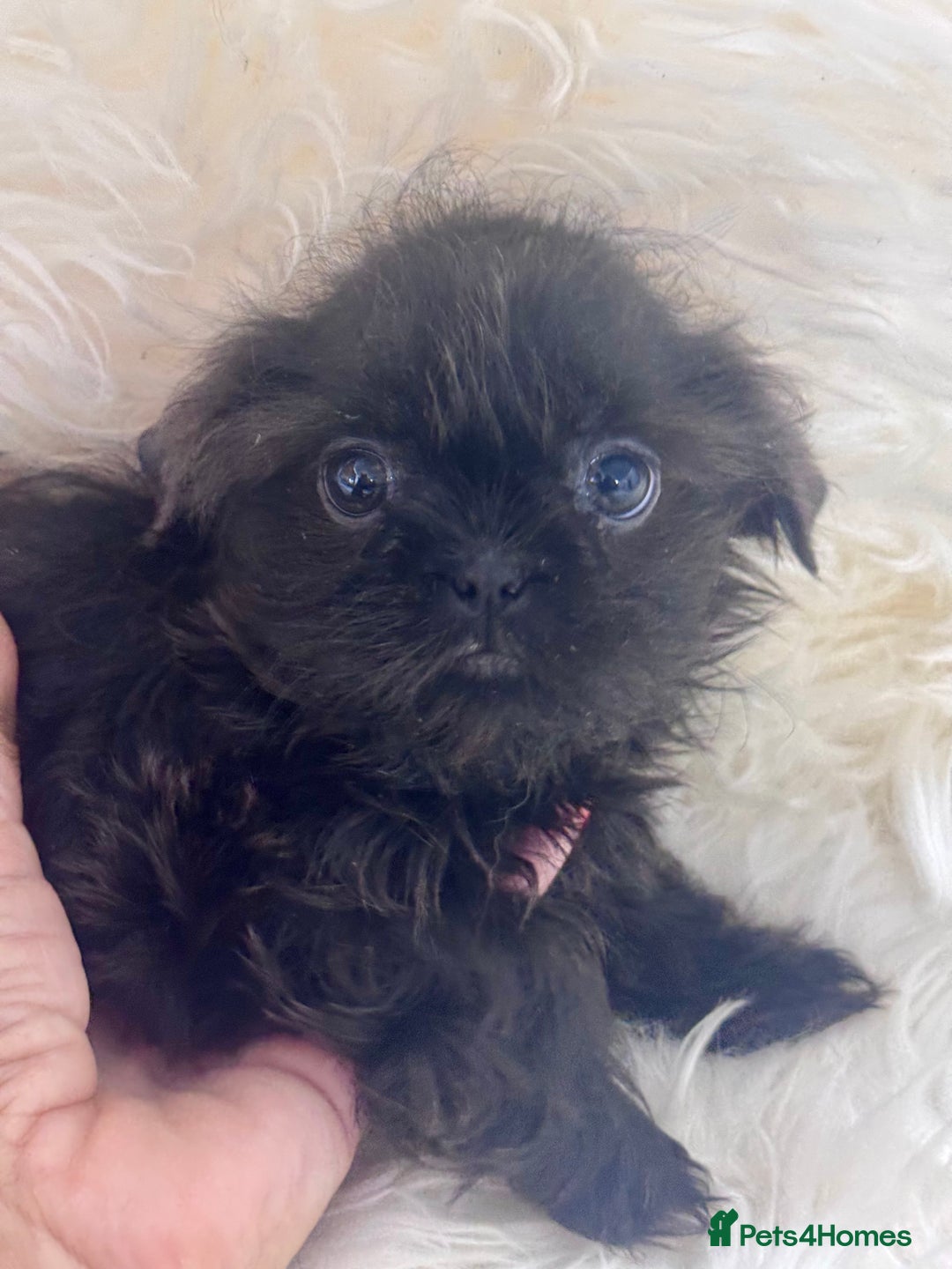 Shih Tzu dogs for sale: Beautiful Blues -Shihtzus - Image 4