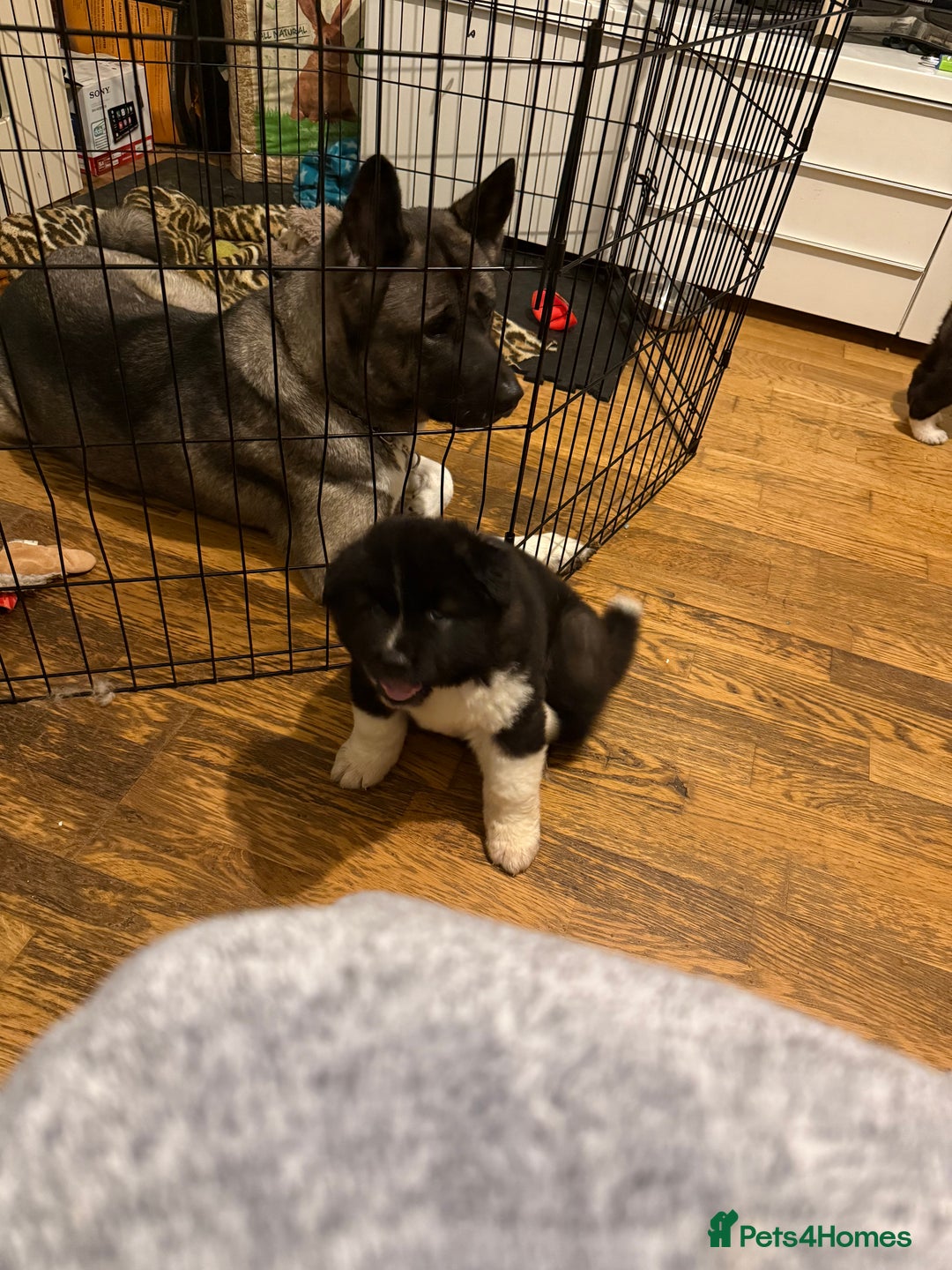 Akita dogs for sale:  American/ Japanese Akitas - Advert 11