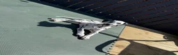 Dalmatian dogs for sale:  KC REGISTERED DALMATIAN PUPS  - Advert 9