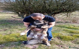 Mixed Breed dogs for adoption: Meet Little BEAR, a Lovely but naughty Boy... - Image 30