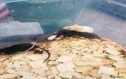 Rat rodents for sale: Rats for sale various colours and sexes  - Image 4