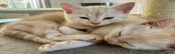 Exotic cats for sale: Adorable kittens in Bolton - Advert 12