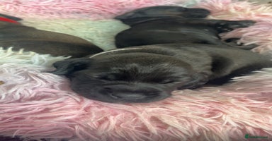 Mixed Breed dogs - Advert 11