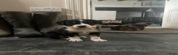 Borador dogs for sale: Borador pups with a bit of kelpie too! - Advert 12