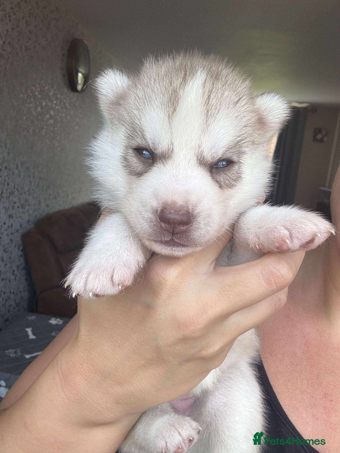 Siberian Husky dogs for sale: Beautiful KC registered Siberian puppies  - Image 16