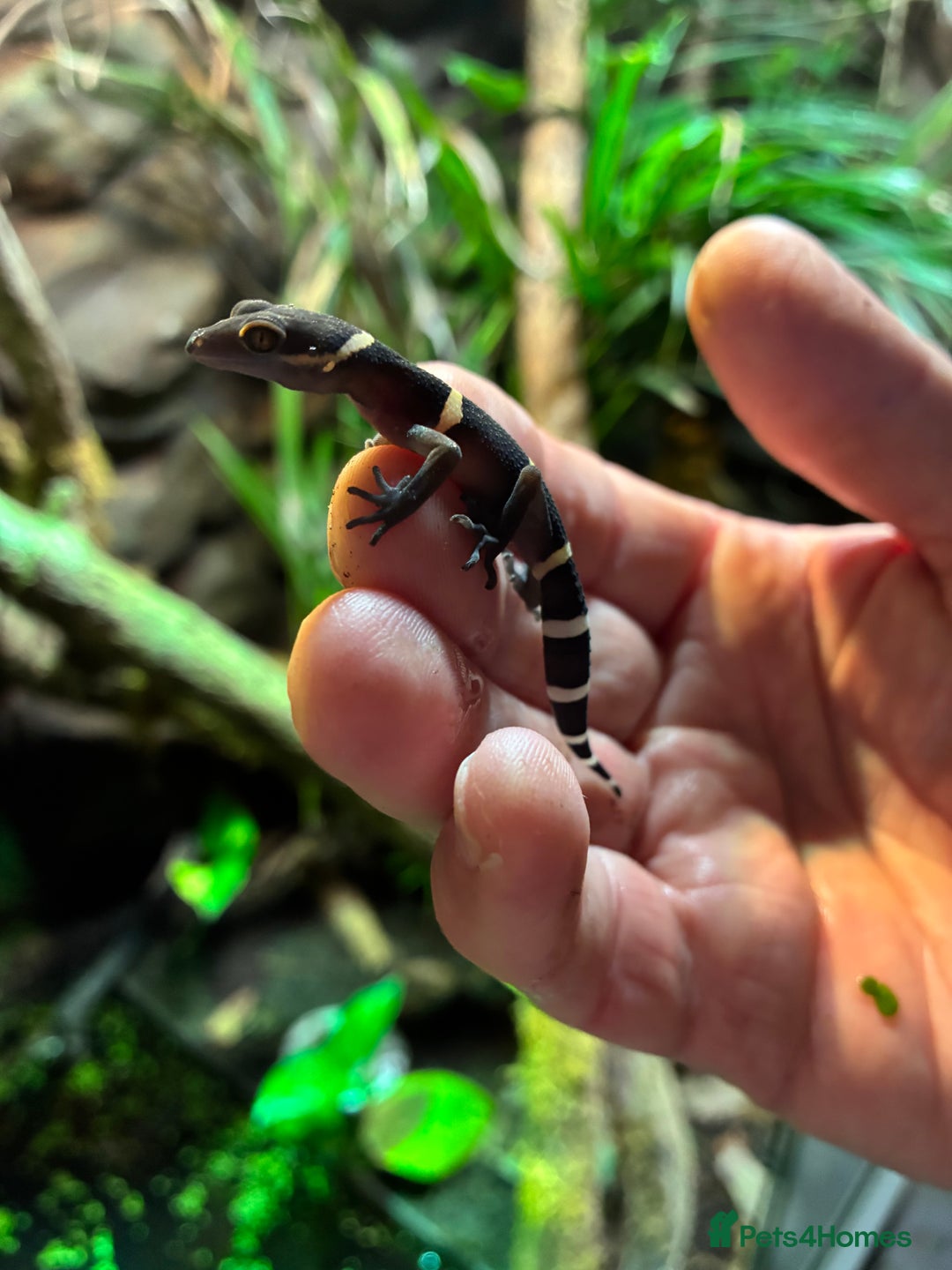 Gecko reptiles for sale: Newly Hatched Chinese Cave Gecko  - Image 4