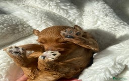 Mini Goldendoodle dogs for sale: 8 Lovingly Raised Miniature Goldendoodles  - Image 15