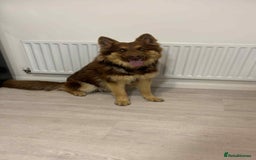 German Shepherd dogs for sale: 1 year old German shepherd needing home - Image 5