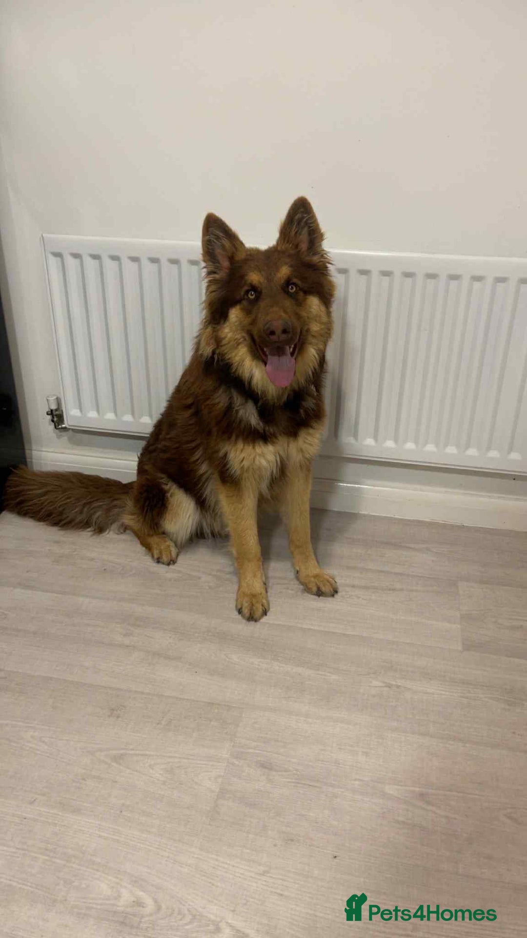 German Shepherd dogs for sale: 1 year old German shepherd needing home - Image 5